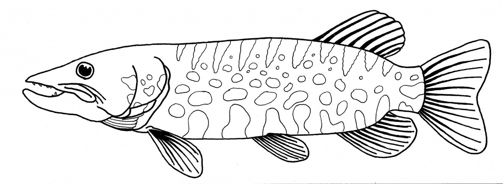 Речные рыбы раскраска