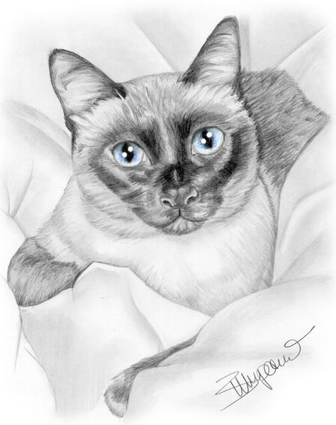 Сиамский кот карандашом