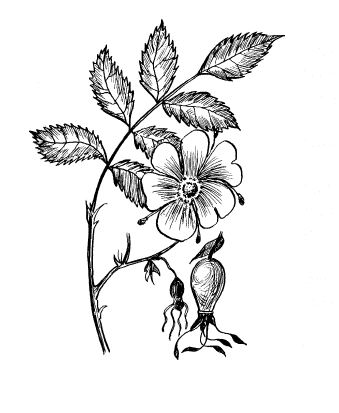 Шиповник рисунок