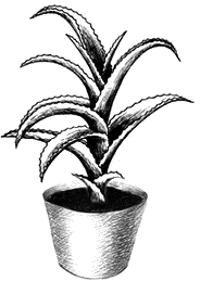 Рисование в горшке алоэ