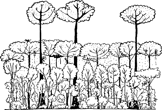 Широколиственный лес рисунок карандашом (45 фото)