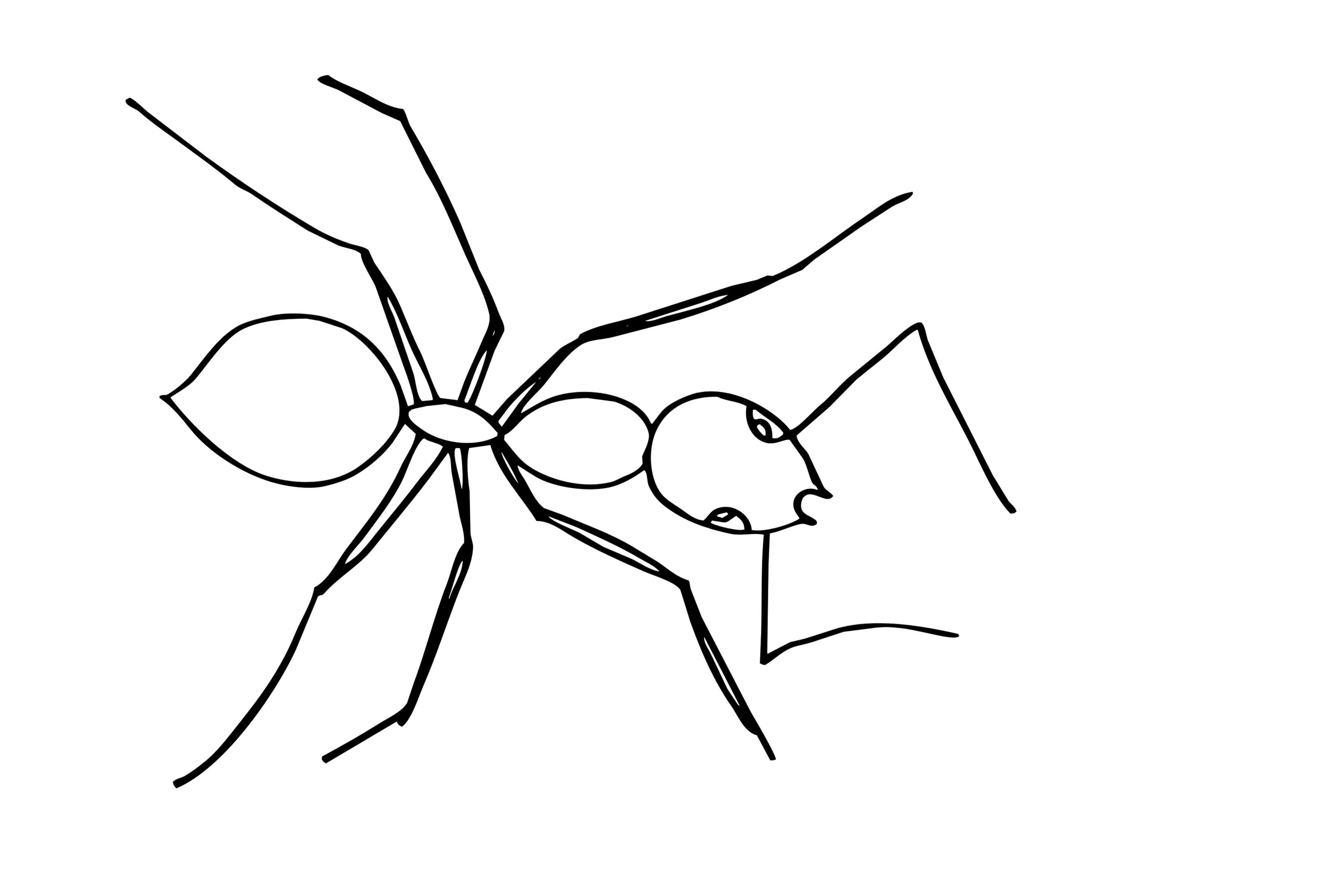 Рисунок муравья раскраска