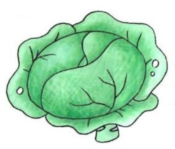 Капуста раскраска