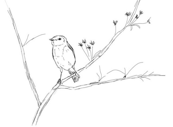 Поэтапное рисование птицы на ветке