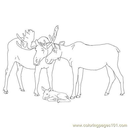 Рисунок лося для детей легкий