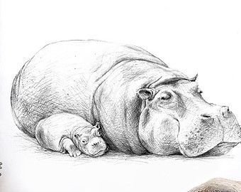 Зарисовки бегемота