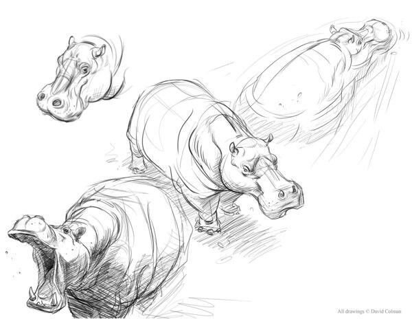 Бегемот эскиз