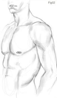 Мужской торс набросок