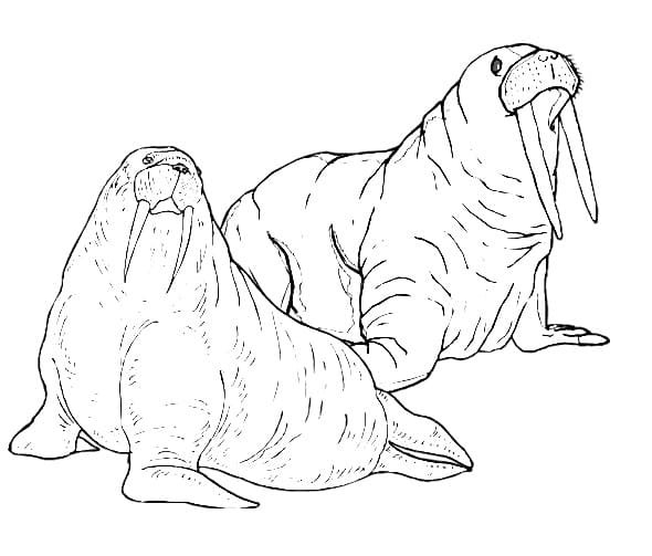 Морж раскраска