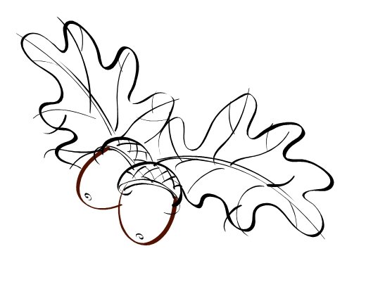 Желудь раскраска для детей