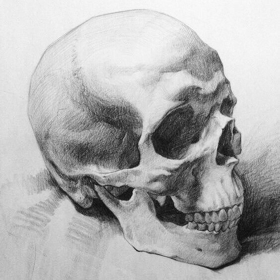 Графика карандашом череп