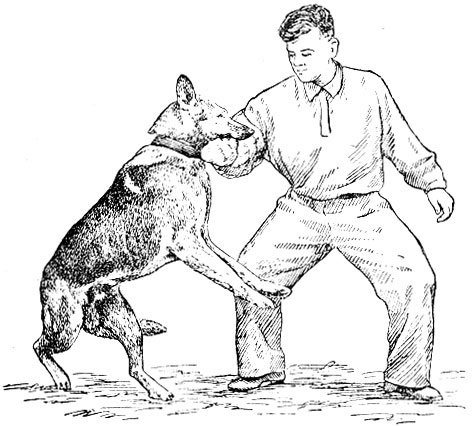 Служебная собака рисунок