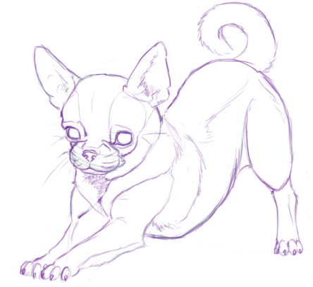 Раскраска собачка чихуахуа