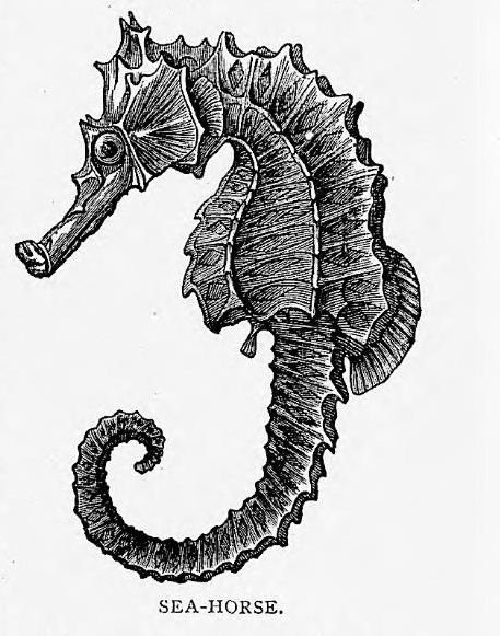 Разукрашка морской конек