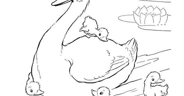 Раскраски к сказке Гадкий утенок Андерсена