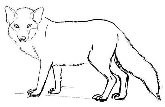 Лиса контур