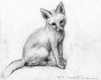 Корсак рисунок карандашом