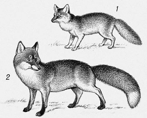 Лисица Корсак рисунок