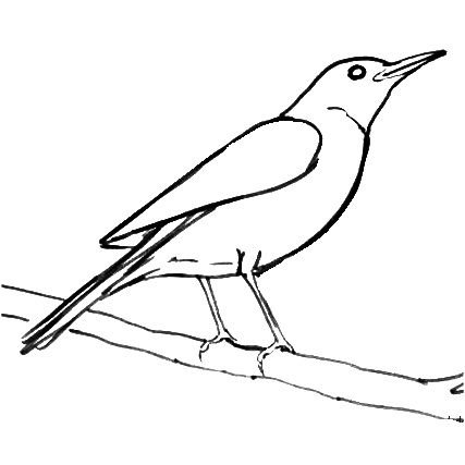 Белозобый Дрозд рисунок