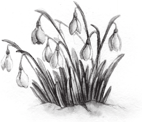 Подснежник чб