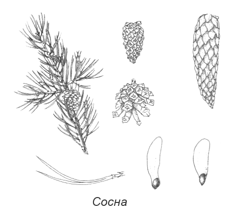 Рис хвоинок сосны