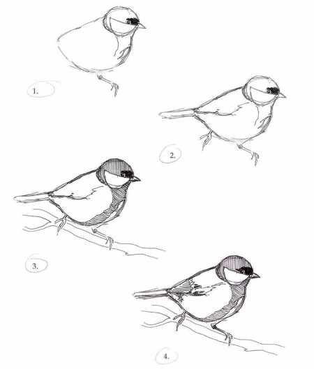 Синица Графика