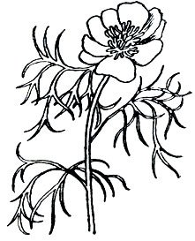 Пион тонколистный черно белый