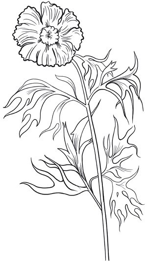 Пион тонколистный нарисовать