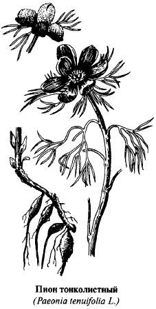 Пион тонколистный