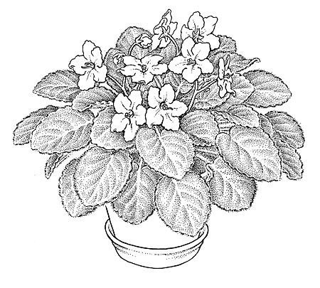 Фиалка раскраска