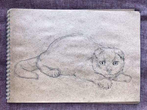 Рисунки вислоухих котов