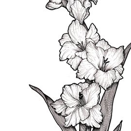 Цветы карандашом