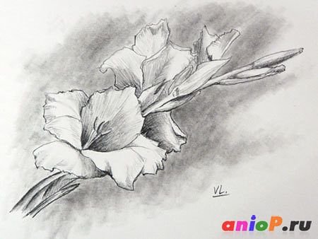 Раскраски цветы гладиолусы