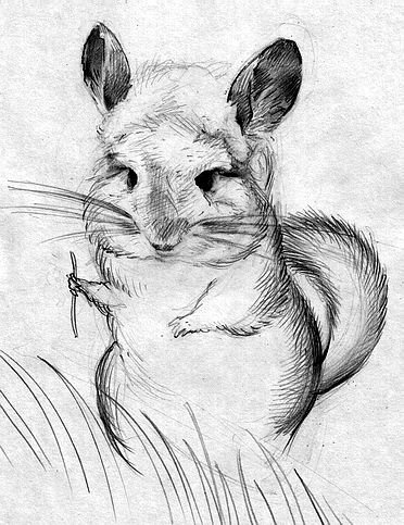 Шиншилла карандашом