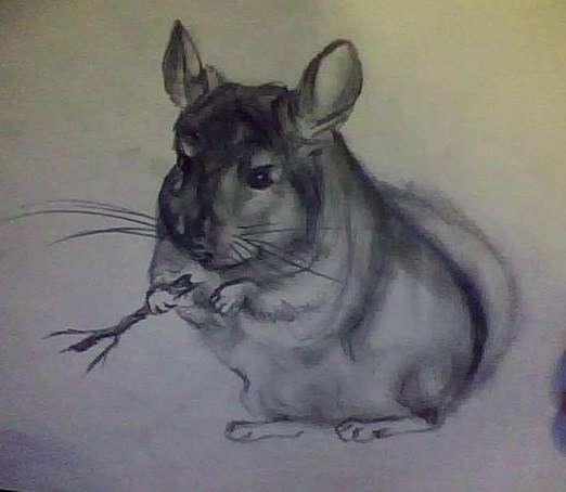 Шиншилла акварелью