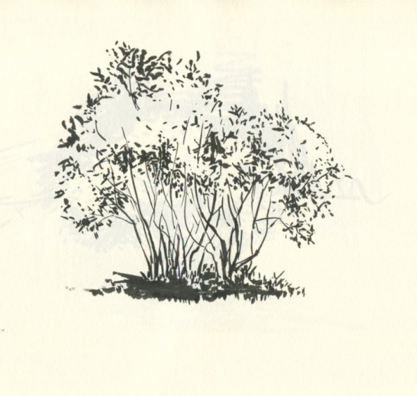 Куст зарисовка