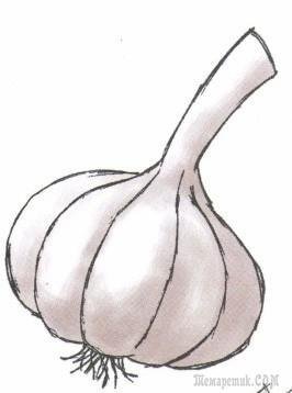 Чеснок шаблон для аппликации