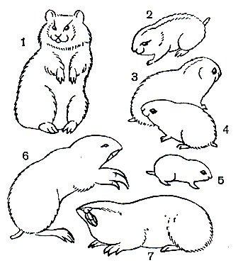 Лемминг рисунок