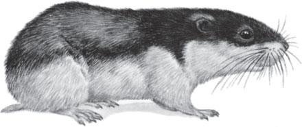 Ондатра раскраска