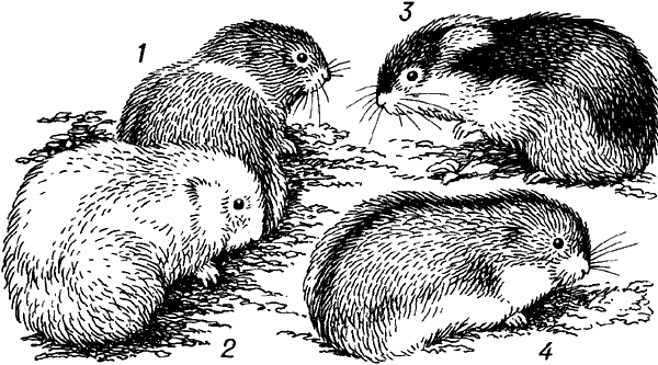 Лемминг раскраска для детей