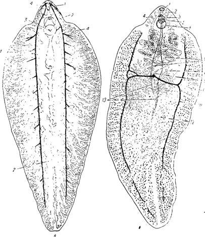 Марита Fasciola hepatica