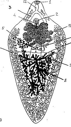 Цикл развития печеночного сосальщика схема