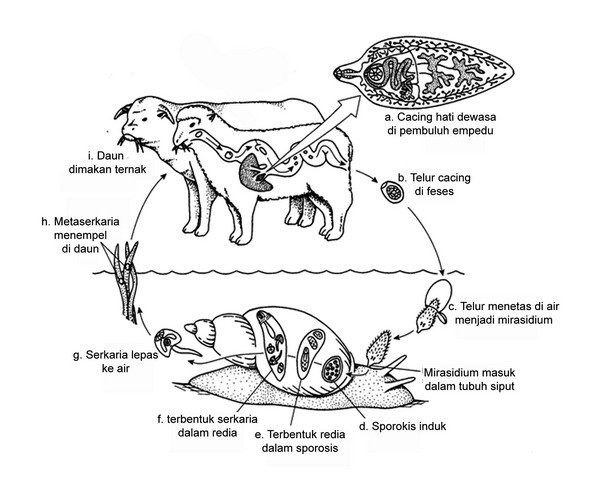 Плоские черви печеночный сосальщик таблица