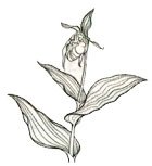 Венерин башмачок нарисовать легко