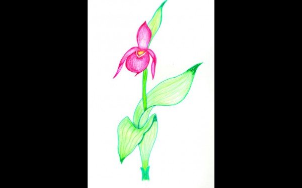 Венерин башмачок черно белая