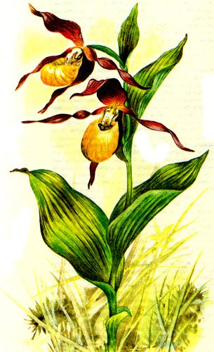 Венерин башмачок