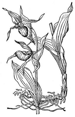 Венерин башмачок