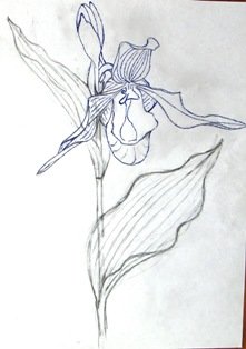 Рисунок венерин башмачок карандашом (42 фото)