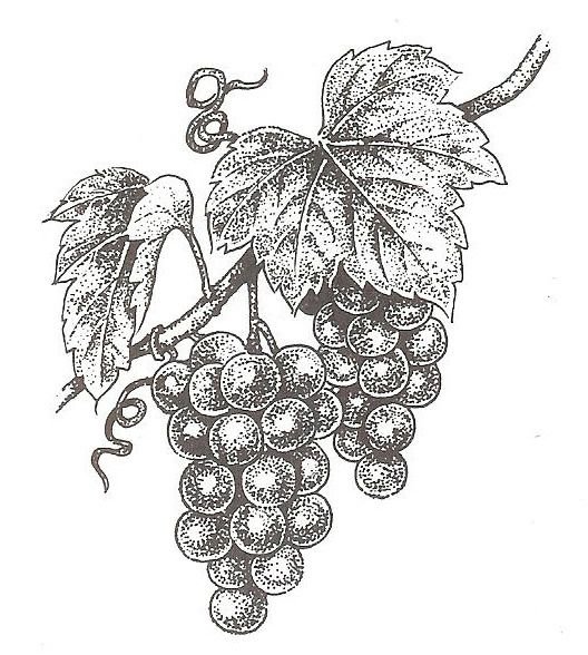 Виноградная лоза