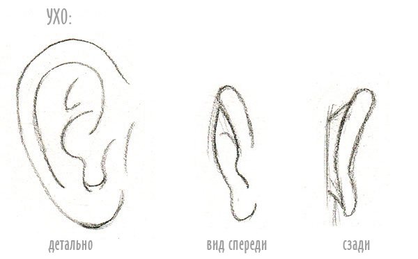 Рисунок уха карандашом для детей